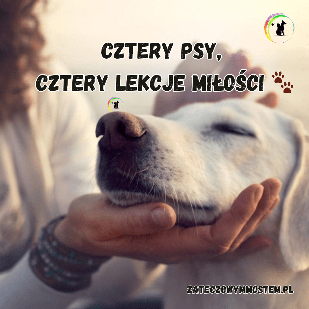 Cztery psy. Cztery lekcje miłości.